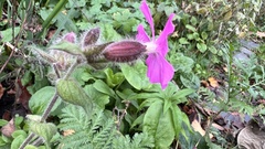 Silene dioica