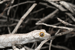 Strophurus strophurus