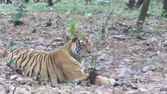 Panthera tigris tigris