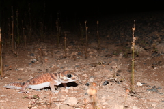 Nephrurus levis occidentalis