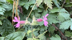 Silene dioica