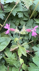 Silene dioica