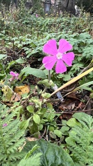 Silene dioica