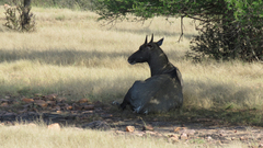 Boselaphus tragocamelus