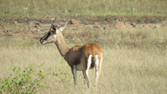 Gazella bennettii