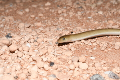 Delma nasuta