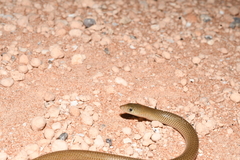 Delma nasuta