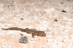 Crenadactylus occidentalis