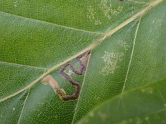 Stigmella tityrella