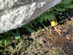 Cotula coronopifolia