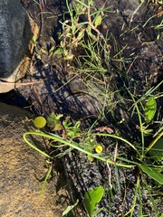 Cotula coronopifolia