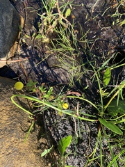 Cotula coronopifolia