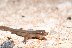 Crenadactylus occidentalis