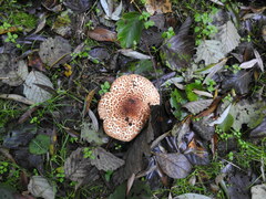 Echinoderma