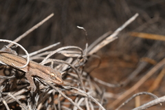 Crenadactylus occidentalis