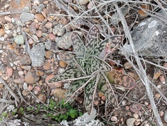 Gasteria bicolor