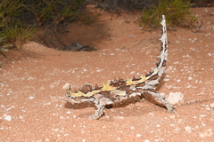 Moloch horridus