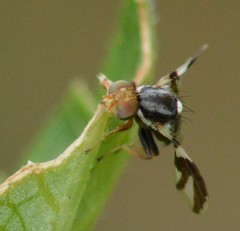 Rhagoletis pomonella