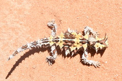 Moloch horridus
