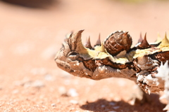 Moloch horridus