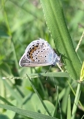 Plebejus argus
