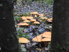 Cystoderma aureum