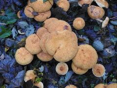 Cystoderma aureum