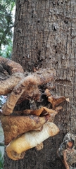 Basidiomycota