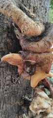Basidiomycota