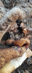 Basidiomycota