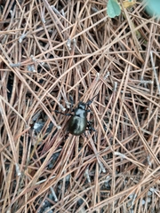 Timarcha goettingensis