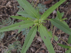 Euphorbia cuphosperma