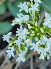 Centranthus ruber