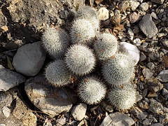 Mammillaria haageana meissneri
