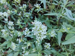 Centranthus ruber