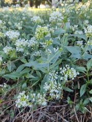 Centranthus ruber