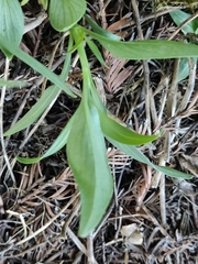 Centranthus ruber