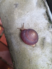 Quantula striata