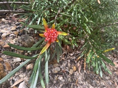 Lambertia formosa