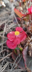Begonia semperflorens-cultorum