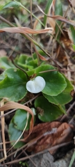 Begonia semperflorens-cultorum