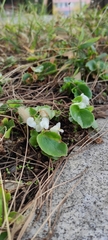 Begonia semperflorens-cultorum