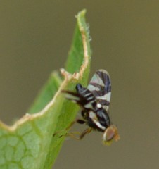 Rhagoletis pomonella