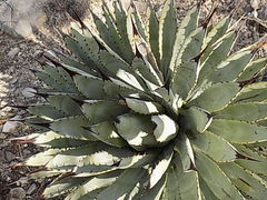 Agave macroacantha