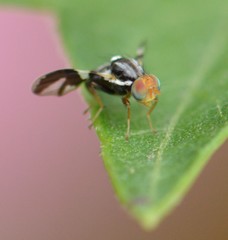 Rhagoletis pomonella
