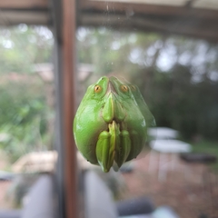 Hyperolius tuberilinguis