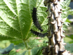 Nymphalini