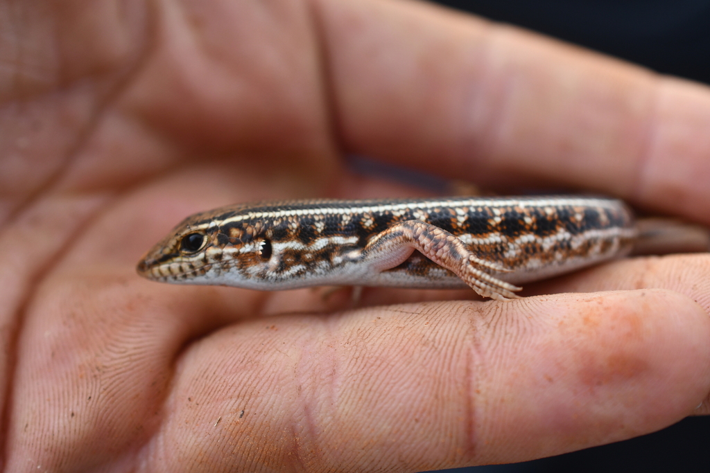 Ajana Ctenotus