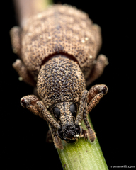 Otiorhynchus singularis