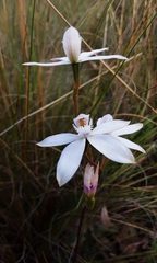 Caladenia dimorpha